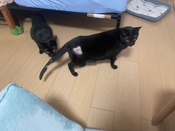 検査後のビビちゃん