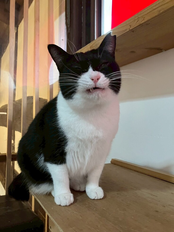 アームちゃんはお引越しでまだイライラ