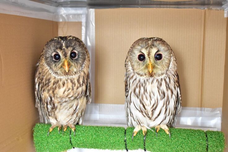 フクロウ(ラウ・シロ)sy (3).JPG