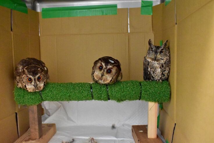 オオコノハズク(次朗・三朗・四朗)sy (2).JPG