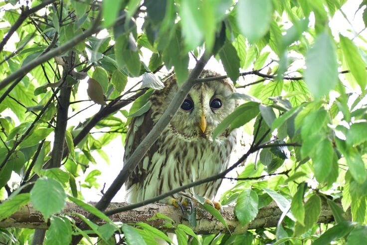 フクロウ(シロ)sy (13).JPG