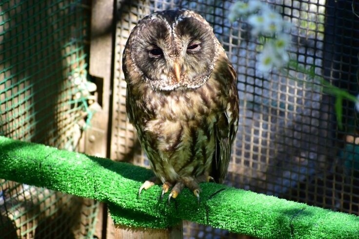 フクロウ(ラウ)sy (1).JPG