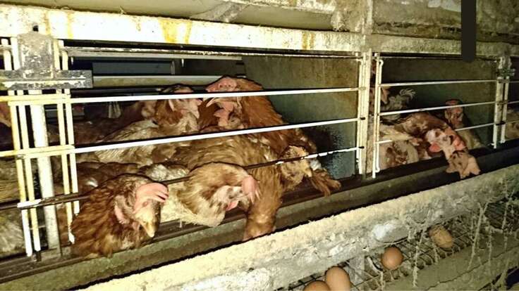 バタリーケージで飼育されている一般的な養鶏の現状