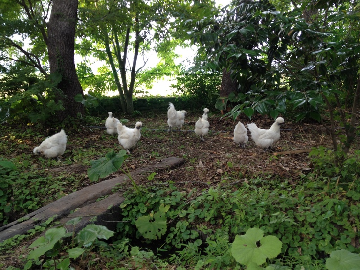 烏骨鶏を放し飼いしている様子