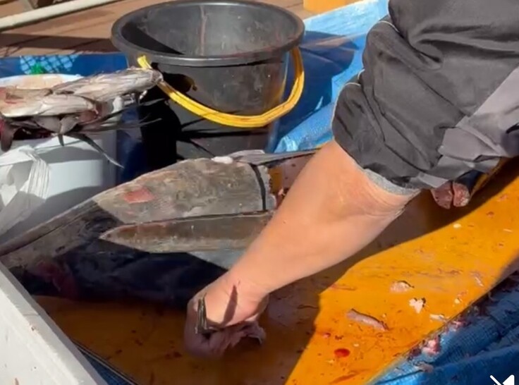 マグロを捌いている様子