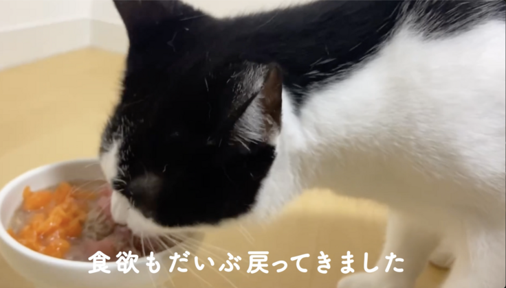 食欲が戻り誕生日用フードをガツガツ食べるシドちゃん