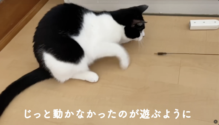 一時期は無反応だったのが遊びにも参加するように