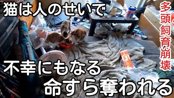 多頭飼育崩壊現場での活動