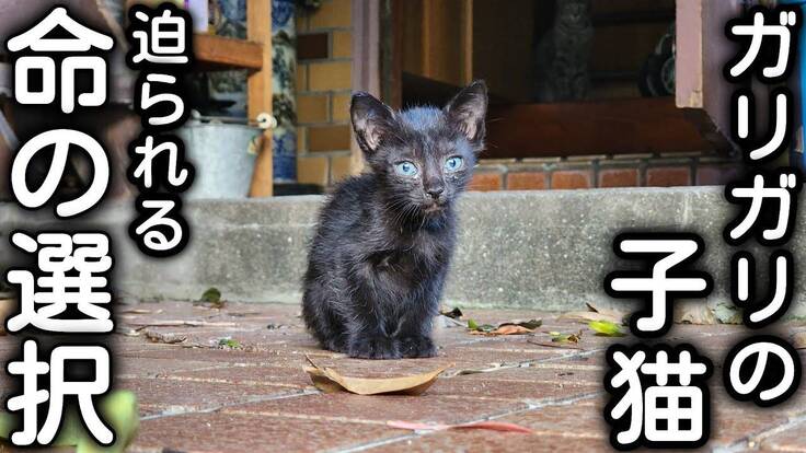 多頭飼育崩壊現場での活動