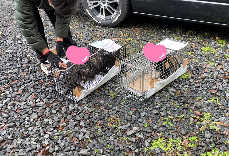 捕獲を手伝ってくださる仲間