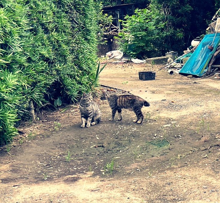 飼い主さんが放置してしまった猫たち