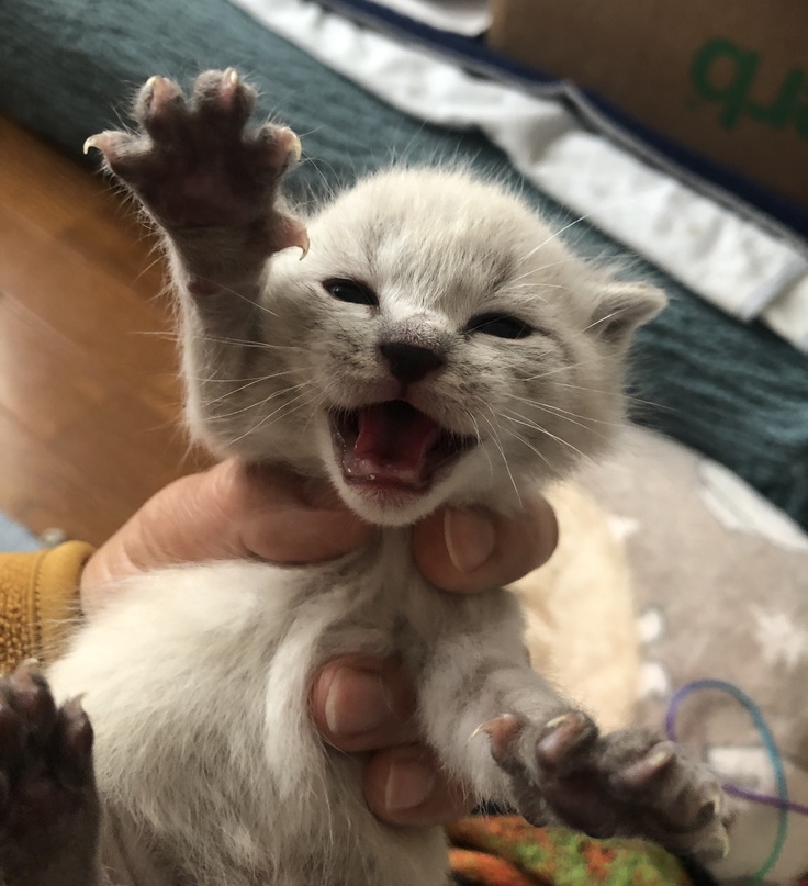 捨てられた仔猫