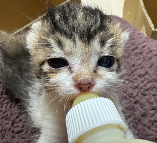 ミルク飲みのあかにゃん