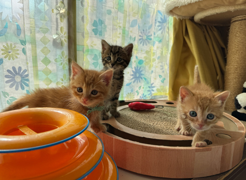 少し成長するとサンルームで遊びます