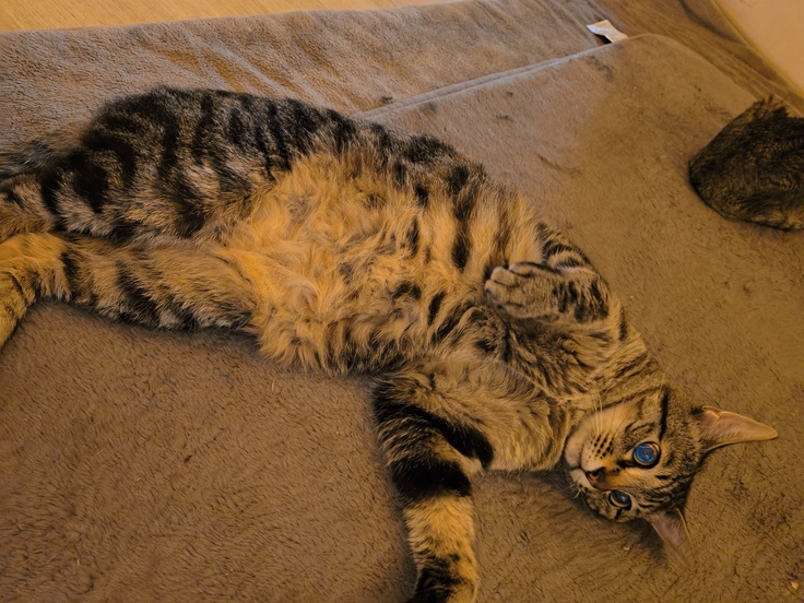 寛解中のシリウス