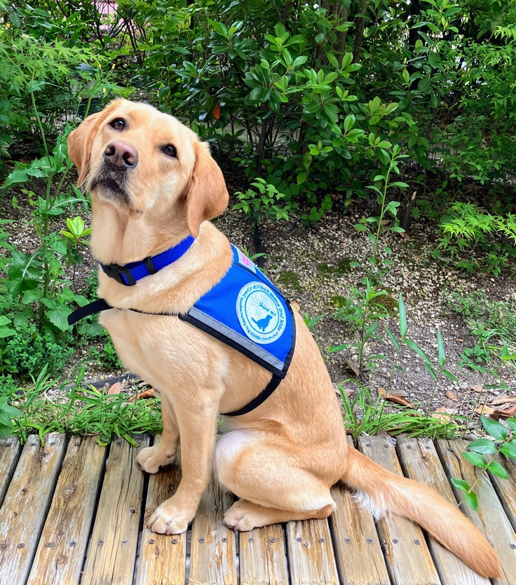 新ロゴ付きのベストを着用したホスピタル・ファシリティドッグ®の候補犬ミコ