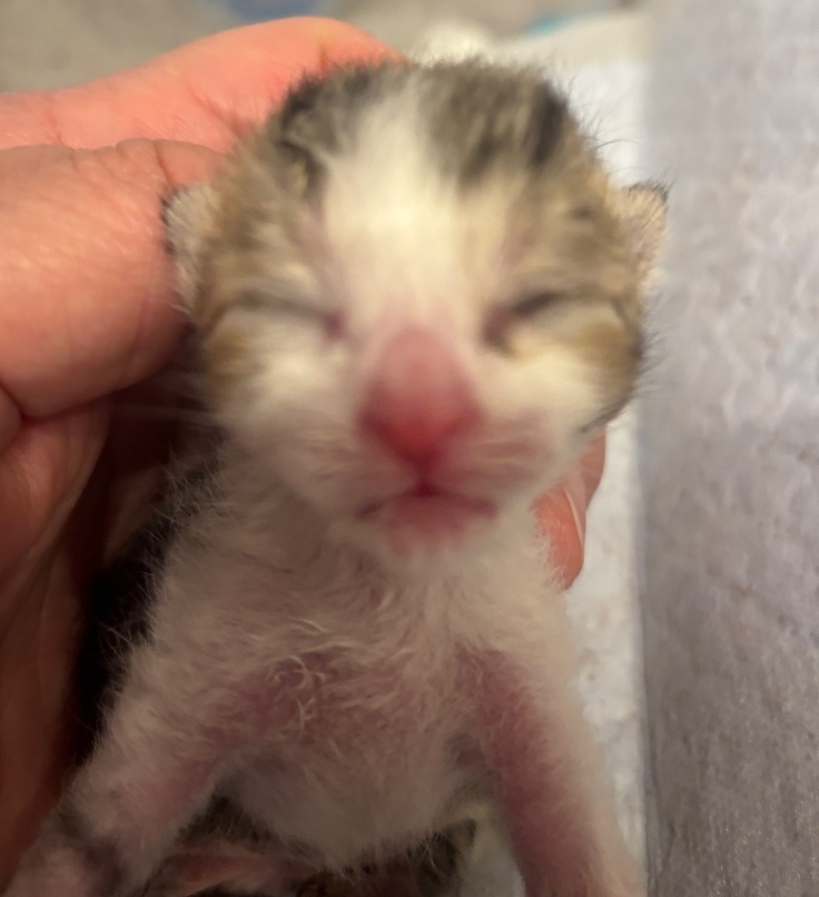 まだへその緒が付いたままの仔猫達が段ボールに入れられて置き去りにされていたそうです