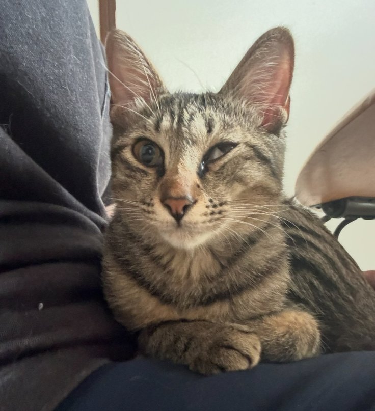 瞬膜が戻らず治療する