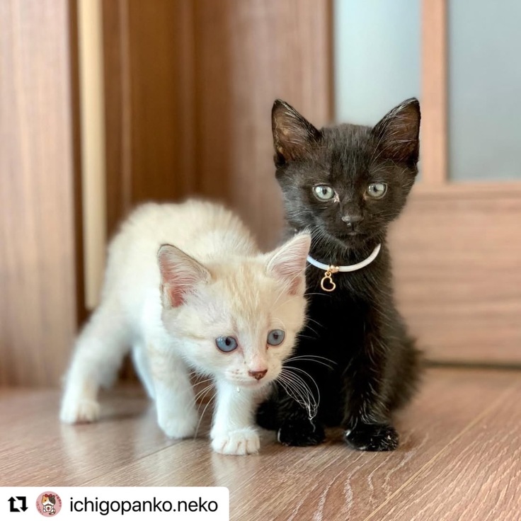 損体操の子ども達に見つけてもらった２匹