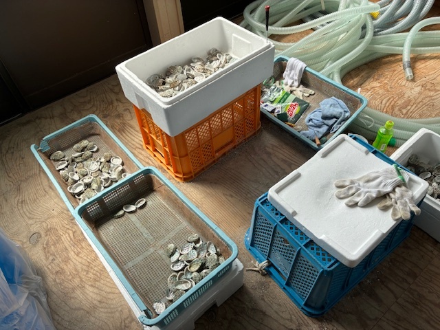 付着物除去・サイズ選別