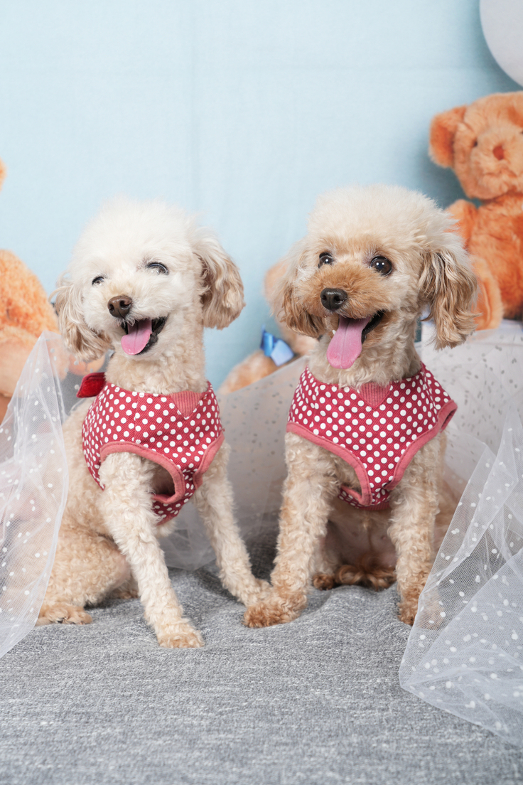 リンスとシャンプー仲良く🐶🐶