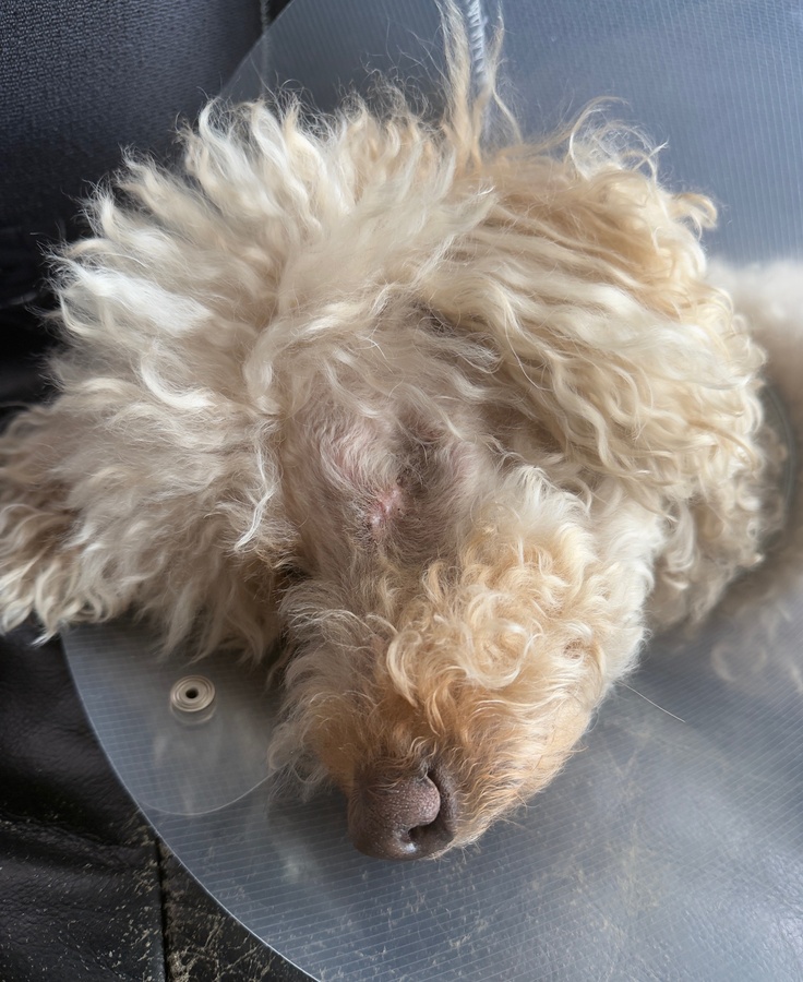 抜糸後のテディ