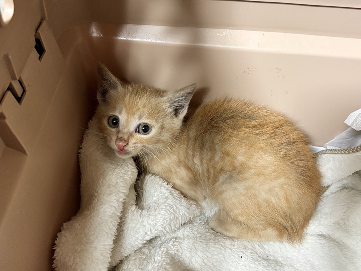 生後１．５ヶ月くらいのオスちゃん