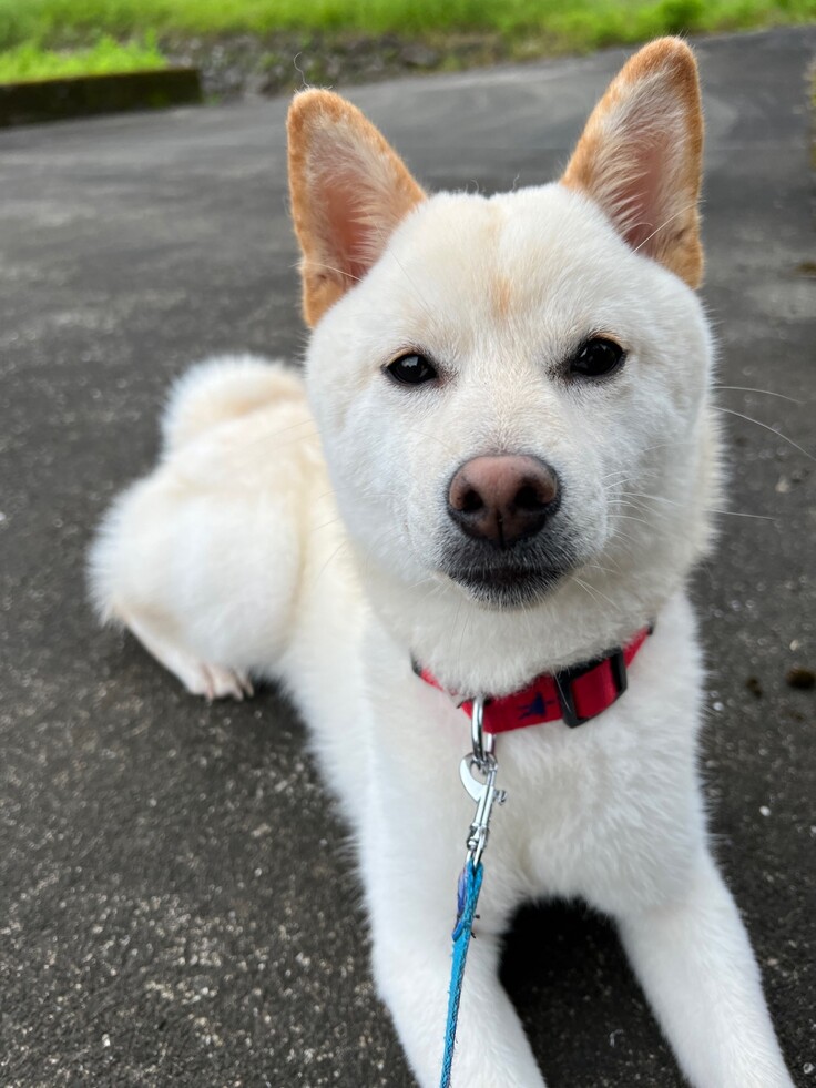 白い柴犬の夢姫