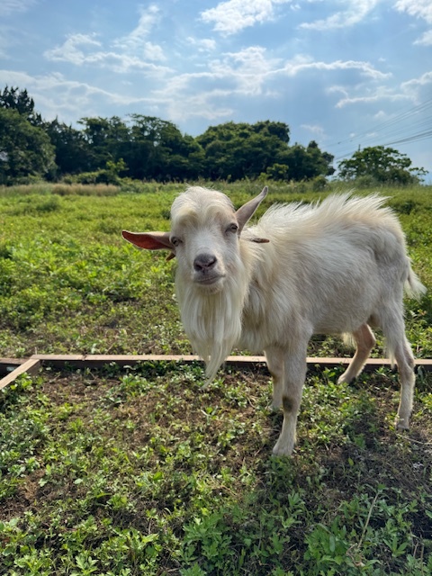 白ヤギのハク