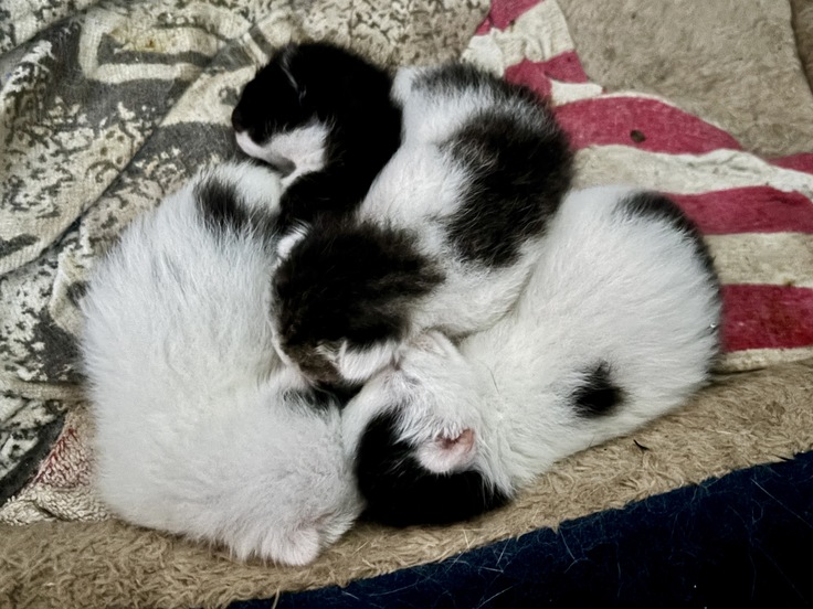 まだ目も開いていない赤ちゃんたち