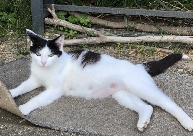 若いハチワレの母猫