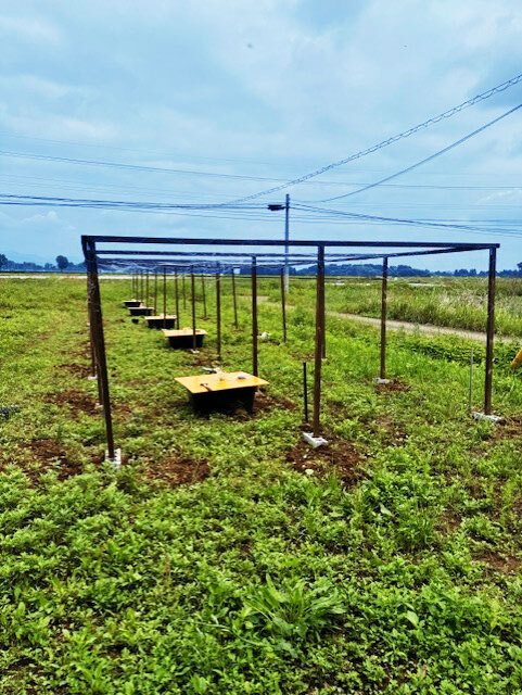 ハイポニカ トマト 棚