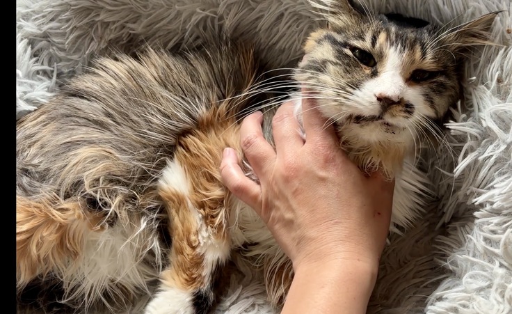 元気のないミミちゃん