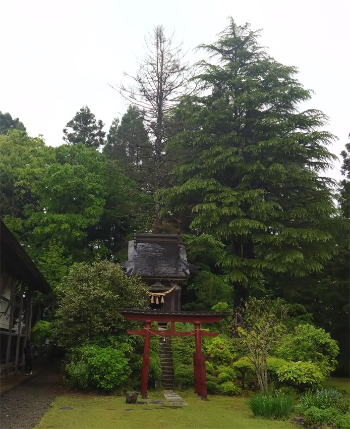 エゾマツ伐採前の様子