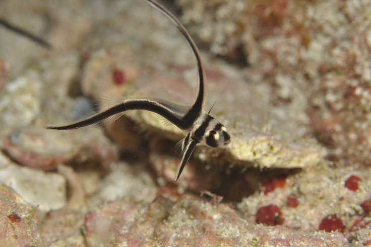 スポテッドドラムフィッシュ幼魚