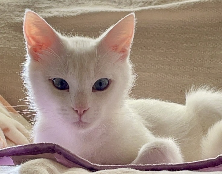 元気なときのキリちゃん