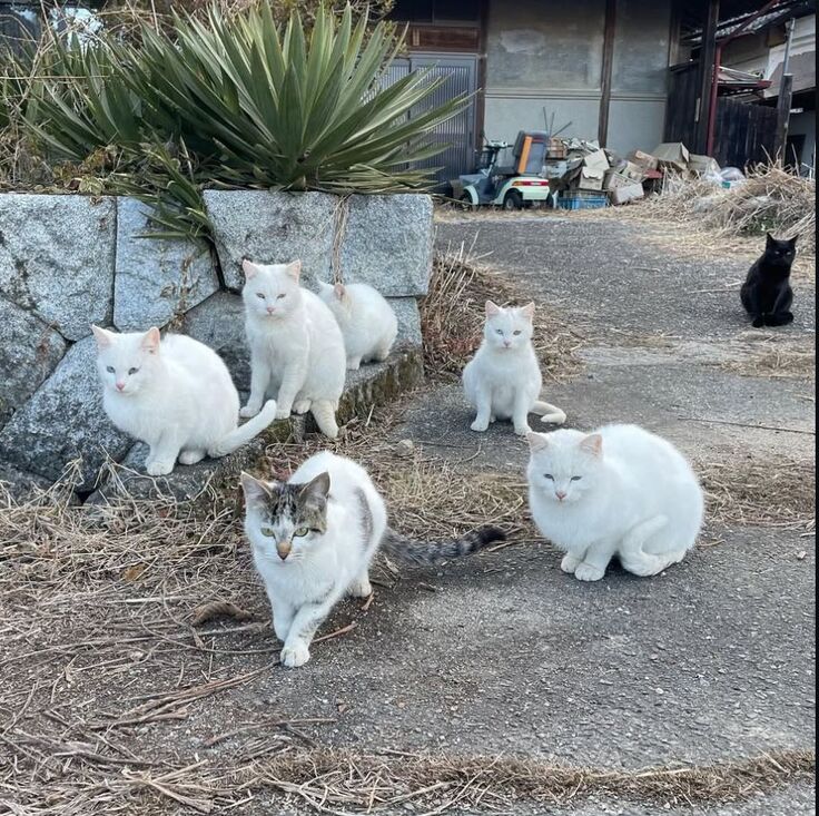 いちごぱんこさんが保護して下さった白猫ちゃんたち