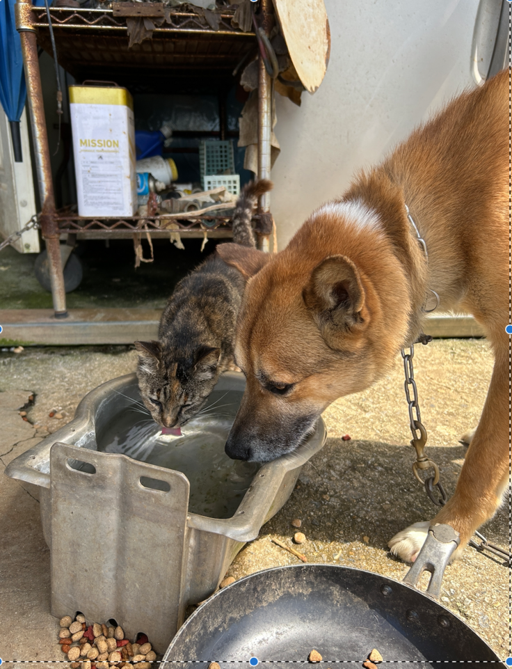 スクリーンショット 2025-05-30 12.10.11.png