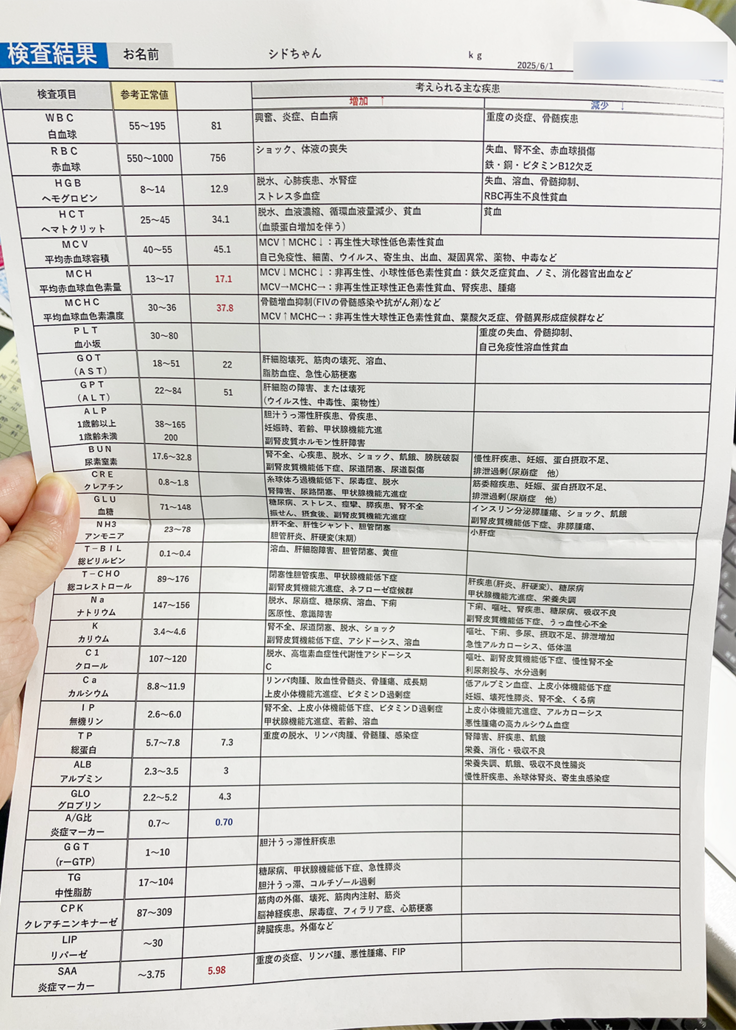 血液検査の結果
