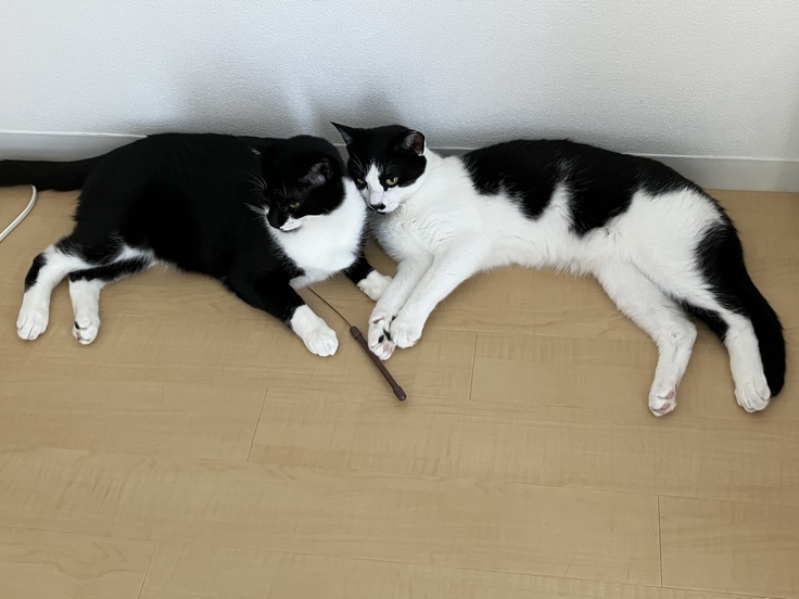 仲良く寝そべるソラちゃんとシドちゃん