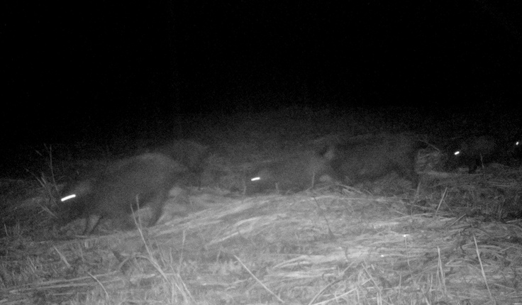 イノシシの大群