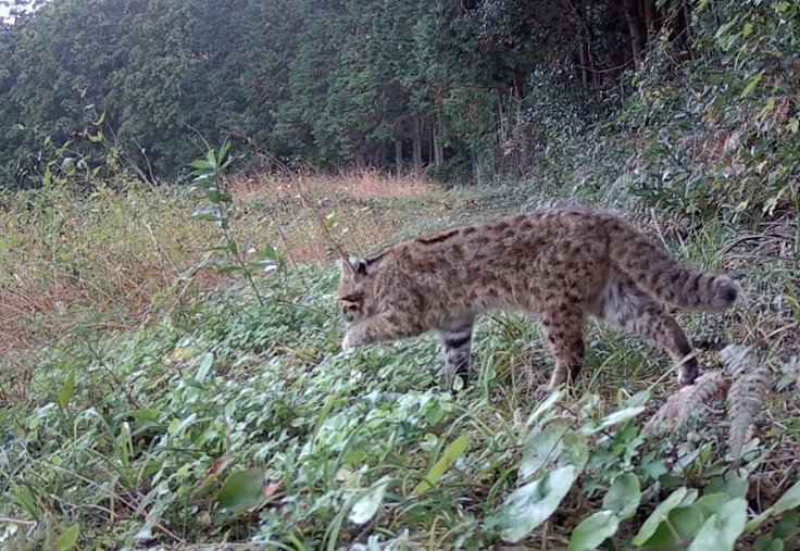 ソバ畑に出たヤマネコ