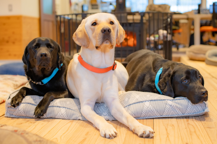 犬舎内に設置された薪ストーブの前に並んで伏せている3頭の訓練犬（向かって右から黒ラブ、イエローラブ、黒ラブ）