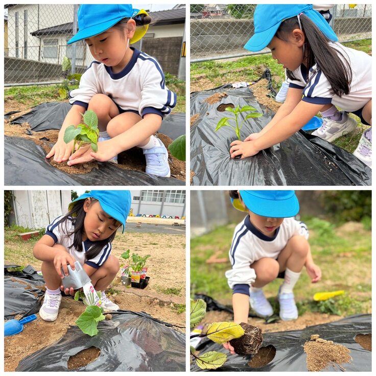 정성껏 심어요. 어서어서 자라라!