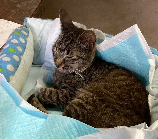 昼寝中のチビちゃん