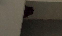 つばめの巣です