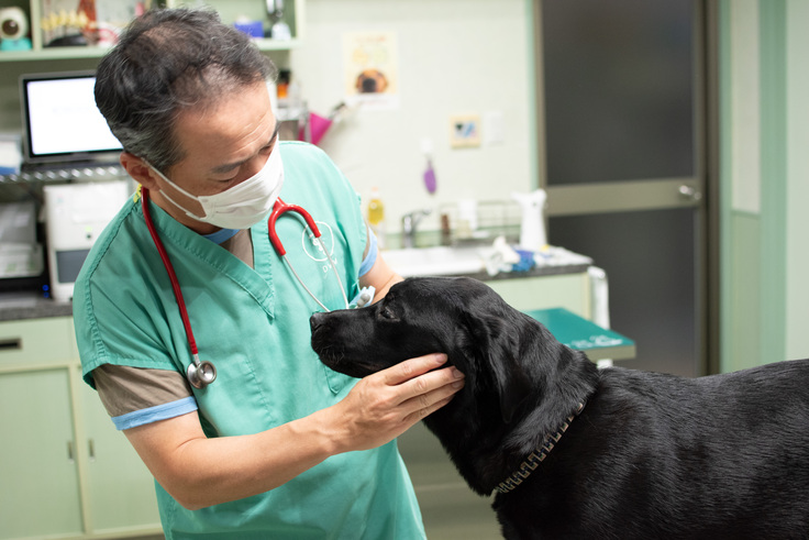 黒ラブの診察をしている獣医師