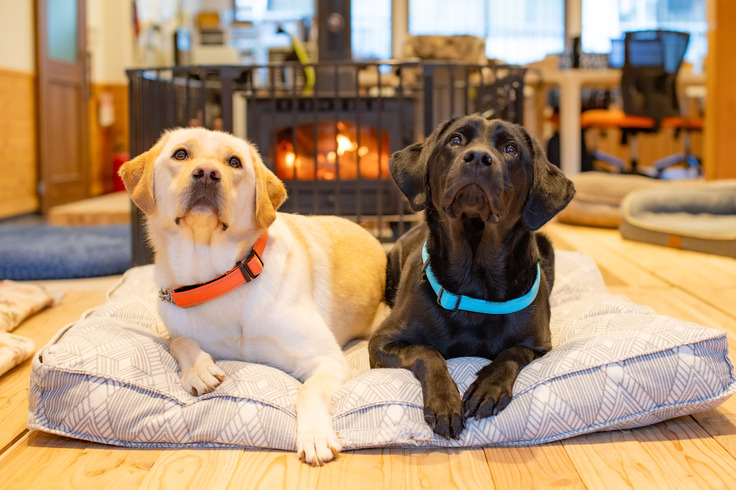 薪ストーブの前に伏せているイエローラブと黒ラブ