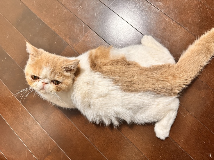 腹水が溜まってお腹が膨らんでいるわさび