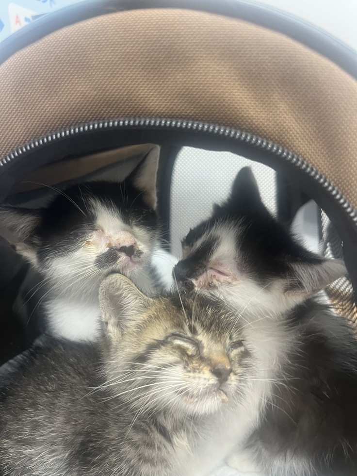 保護時の子猫たち